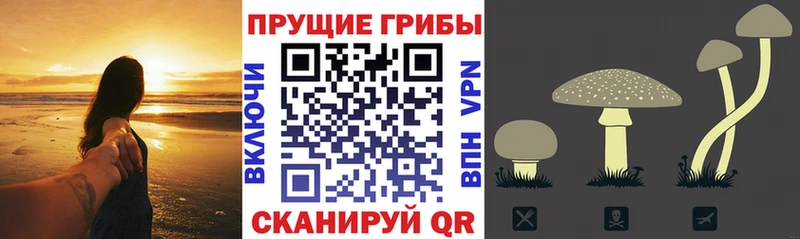 OMG как зайти  Истра  Псилоцибиновые грибы мухоморы 
